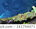 The blue of the Kakitagawa spring-fed pond and the green of the moss 141744471