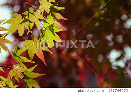 楓葉顏色的變化，營造出濃厚的秋日氛圍。 141744473