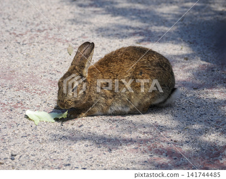 Okunojima rabbit Okunojima rabbit 141744485