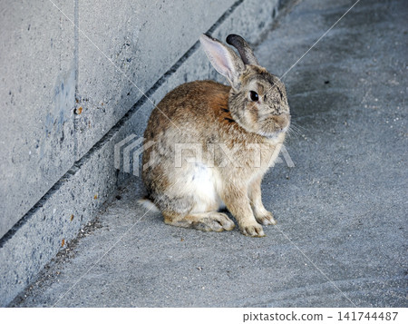 Okunojima rabbit Okunojima rabbit 141744487