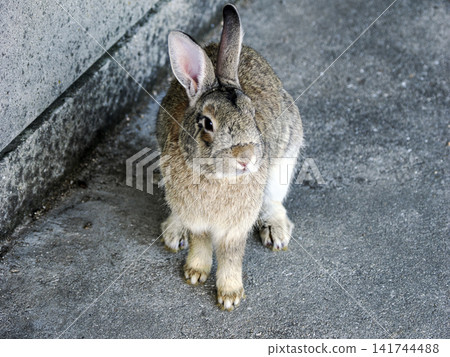 Okunojima rabbit Okunojima rabbit 141744488