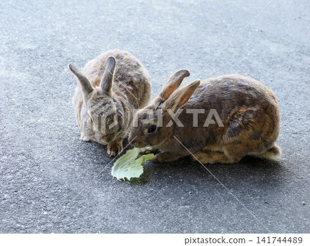 Okunojima rabbit Okunojima rabbit 141744489
