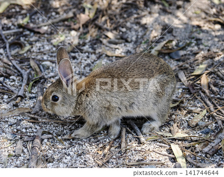 Okunojima rabbit Okunojima rabbit 141744644