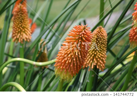 近距離觀察火炬花(Kniphophia blueberry)的橘色花瓣。 近距離觀察火炬花(Kniphophia blueberry)的橘色花瓣。 141744772