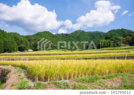 Rice paddies before harvest: "Sakamoto Rice Terraces" (Kameyama City, Mie Prefecture) Rice paddies before harvest: "Sakamoto Rice Terraces" (Kameyama City, Mie Prefecture) 141745012