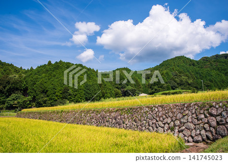 Rice paddies before harvest: "Sakamoto's terraced rice fields with beautiful stone walls" (Kameyama City, Mie Prefecture) Rice paddies before harvest: "Sakamoto's terraced rice fields with beautiful stone walls" (Kameyama City, Mie Prefecture) 141745023