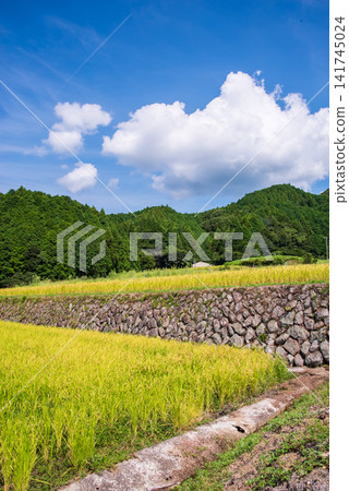 Rice paddies before harvest: "Sakamoto's terraced rice fields with beautiful stone walls" (Kameyama City, Mie Prefecture) Rice paddies before harvest: "Sakamoto's terraced rice fields with beautiful stone walls" (Kameyama City, Mie Prefecture) 141745024