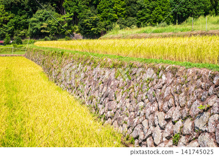 Rice paddies before harvest: "Sakamoto's terraced rice fields with beautiful stone walls" (Kameyama City, Mie Prefecture) Rice paddies before harvest: "Sakamoto's terraced rice fields with beautiful stone walls" (Kameyama City, Mie Prefecture) 141745025