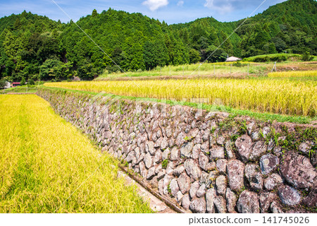 Rice paddies before harvest: "Sakamoto's terraced rice fields with beautiful stone walls" (Kameyama City, Mie Prefecture) Rice paddies before harvest: "Sakamoto's terraced rice fields with beautiful stone walls" (Kameyama City, Mie Prefecture) 141745026