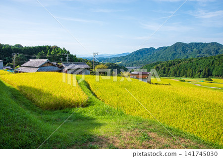 Rice paddies before harvest: "Sakamoto Rice Terraces" (Kameyama City, Mie Prefecture) Rice paddies before harvest: "Sakamoto Rice Terraces" (Kameyama City, Mie Prefecture) 141745030