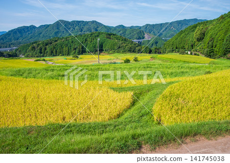Rice paddies before harvest: "Sakamoto Rice Terraces" (Kameyama City, Mie Prefecture) Rice paddies before harvest: "Sakamoto Rice Terraces" (Kameyama City, Mie Prefecture) 141745038