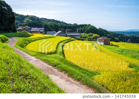 Rice paddies before harvest: "Sakamoto Rice Terraces" (Kameyama City, Mie Prefecture) Rice paddies before harvest: "Sakamoto Rice Terraces" (Kameyama City, Mie Prefecture) 141745039