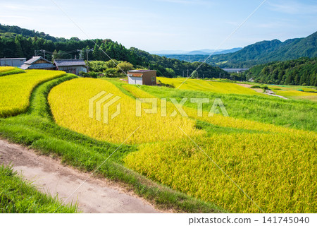 Rice paddies before harvest: "Sakamoto Rice Terraces" (Kameyama City, Mie Prefecture) Rice paddies before harvest: "Sakamoto Rice Terraces" (Kameyama City, Mie Prefecture) 141745040