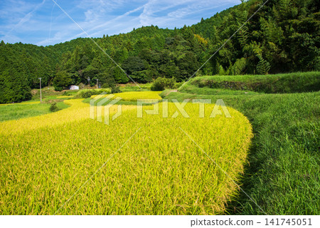 Rice paddies before harvest: "Sakamoto Rice Terraces" (Kameyama City, Mie Prefecture) Rice paddies before harvest: "Sakamoto Rice Terraces" (Kameyama City, Mie Prefecture) 141745051