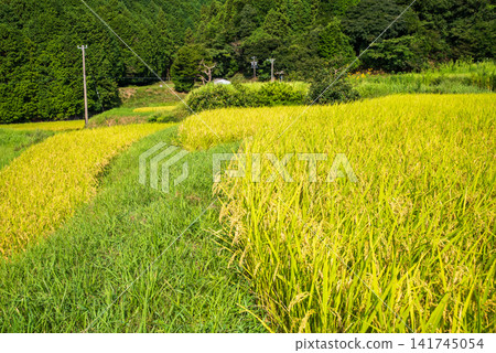 Rice paddies before harvest: "Sakamoto Rice Terraces" (Kameyama City, Mie Prefecture) Rice paddies before harvest: "Sakamoto Rice Terraces" (Kameyama City, Mie Prefecture) 141745054