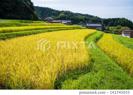 Rice paddies before harvest: "Sakamoto Rice Terraces" (Kameyama City, Mie Prefecture) Rice paddies before harvest: "Sakamoto Rice Terraces" (Kameyama City, Mie Prefecture) 141745055