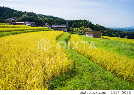 Rice paddies before harvest: "Sakamoto Rice Terraces" (Kameyama City, Mie Prefecture) Rice paddies before harvest: "Sakamoto Rice Terraces" (Kameyama City, Mie Prefecture) 141745056