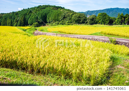Rice paddies before harvest: "Sakamoto Rice Terraces" (Kameyama City, Mie Prefecture) Rice paddies before harvest: "Sakamoto Rice Terraces" (Kameyama City, Mie Prefecture) 141745061