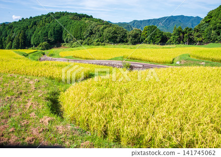 Rice paddies before harvest: "Sakamoto Rice Terraces" (Kameyama City, Mie Prefecture) Rice paddies before harvest: "Sakamoto Rice Terraces" (Kameyama City, Mie Prefecture) 141745062