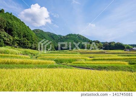 Rice paddies before harvest: "Sakamoto Rice Terraces" (Kameyama City, Mie Prefecture) Rice paddies before harvest: "Sakamoto Rice Terraces" (Kameyama City, Mie Prefecture) 141745081