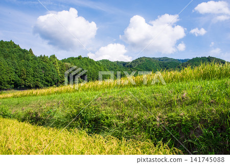 Rice paddies before harvest: "Sakamoto Rice Terraces" (Kameyama City, Mie Prefecture) Rice paddies before harvest: "Sakamoto Rice Terraces" (Kameyama City, Mie Prefecture) 141745088