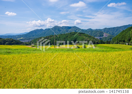 Rice paddies before harvest: "Sakamoto Rice Terraces" (Kameyama City, Mie Prefecture) Rice paddies before harvest: "Sakamoto Rice Terraces" (Kameyama City, Mie Prefecture) 141745138