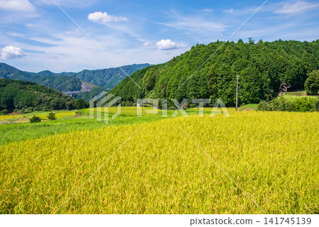 Rice paddies before harvest: "Sakamoto Rice Terraces" (Kameyama City, Mie Prefecture) Rice paddies before harvest: "Sakamoto Rice Terraces" (Kameyama City, Mie Prefecture) 141745139