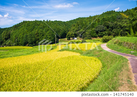 Rice paddies before harvest: "Sakamoto Rice Terraces" (Kameyama City, Mie Prefecture) Rice paddies before harvest: "Sakamoto Rice Terraces" (Kameyama City, Mie Prefecture) 141745140