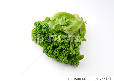 新鮮綠葉生菜 新鮮綠葉生菜 141745171