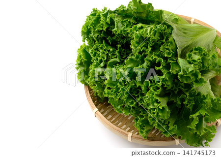 新鮮綠葉生菜 新鮮綠葉生菜 141745173