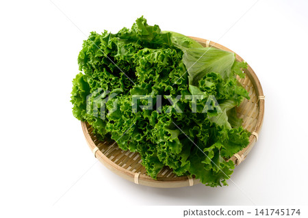 新鮮綠葉生菜 新鮮綠葉生菜 141745174