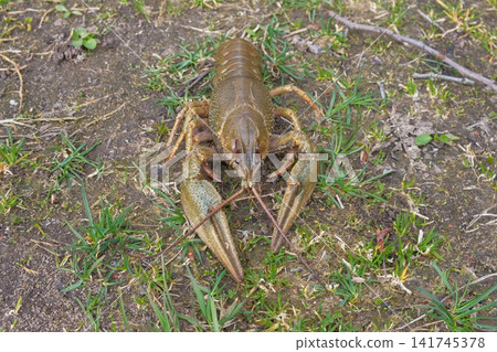 Live European crayfish sitting at sandy and grass riverbank. Wild freshwater lobster decapod crustacean crawling on sand ground, concept of river wildlife ecology background theme. Fishing Recreation Live European crayfish sitting at sandy and grass riverbank. Wild freshwater lobster decapod crustacean crawling on sand ground, concept of river wildlife ecology background theme. Fishing Recreation 141745378