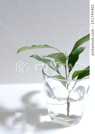這是一幅豎幅作品,捕捉了榕樹在水中紮根第 17 天的過程。 這是一幅豎幅作品,捕捉了榕樹在水中紮根第 17 天的過程。 141745402