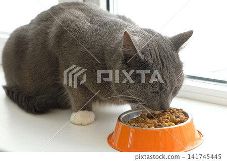 Grey cat sitting near orange bowl with dry food. Domestic shorthair feline mealtime, premium animal nutrition feeding. Cat with food bowl. Pet Food, Cat Nutrition theme. Feline Health, Wellbeing Care. Grey cat sitting near orange bowl with dry food. Domestic shorthair feline mealtime, premium animal nutrition feeding. Cat with food bowl. Pet Food, Cat Nutrition theme. Feline Health, Wellbeing Care. 141745445