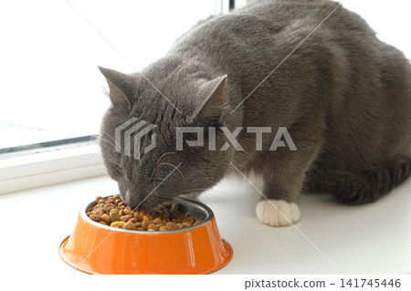Grey cat sitting near orange bowl with dry food. Domestic shorthair feline mealtime, premium animal nutrition feeding. Cat with food bowl. Pet Food, Cat Nutrition theme. Feline Health, Wellbeing Care. Grey cat sitting near orange bowl with dry food. Domestic shorthair feline mealtime, premium animal nutrition feeding. Cat with food bowl. Pet Food, Cat Nutrition theme. Feline Health, Wellbeing Care. 141745446