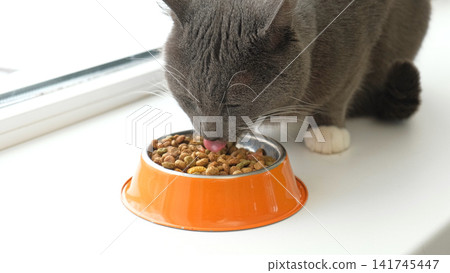 Grey cat sitting near orange bowl with dry food. Domestic shorthair feline mealtime, premium animal nutrition feeding. Cat with food bowl. Pet Food, Cat Nutrition theme. Feline Health, Wellbeing Care. Grey cat sitting near orange bowl with dry food. Domestic shorthair feline mealtime, premium animal nutrition feeding. Cat with food bowl. Pet Food, Cat Nutrition theme. Feline Health, Wellbeing Care. 141745447