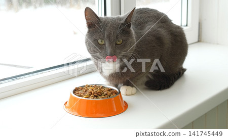Grey cat sitting near orange bowl with dry food. Domestic shorthair feline mealtime, premium animal nutrition feeding. Cat with food bowl. Pet Food, Cat Nutrition theme. Feline Health, Wellbeing Care. Grey cat sitting near orange bowl with dry food. Domestic shorthair feline mealtime, premium animal nutrition feeding. Cat with food bowl. Pet Food, Cat Nutrition theme. Feline Health, Wellbeing Care. 141745449