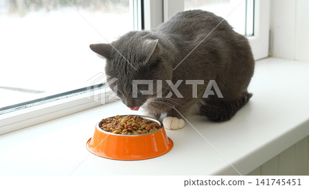 Grey cat sitting near orange bowl with dry food. Domestic shorthair feline mealtime, premium animal nutrition feeding. Cat with food bowl. Pet Food, Cat Nutrition theme. Feline Health, Wellbeing Care. Grey cat sitting near orange bowl with dry food. Domestic shorthair feline mealtime, premium animal nutrition feeding. Cat with food bowl. Pet Food, Cat Nutrition theme. Feline Health, Wellbeing Care. 141745451