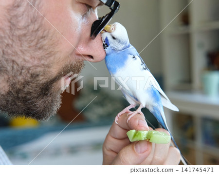 Cute blue budgerigar bird sitting on hand, touching nose of its owner. Friendly domestic parakeet pet interacting with man, funny trust moments. Domestic Pets, Bird Ownership. Animal assisted therapy 141745471