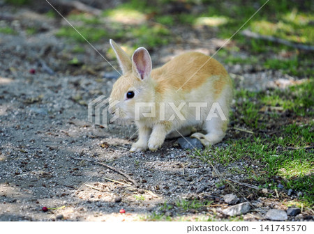 Okunojima rabbit Okunojima rabbit 141745570