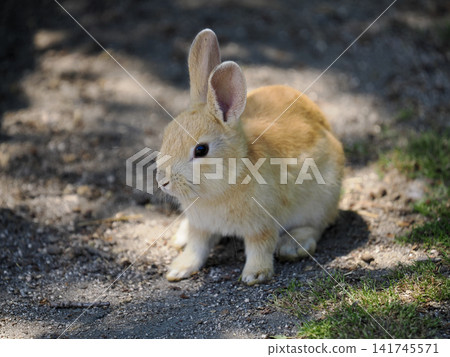 Okunojima rabbit Okunojima rabbit 141745571
