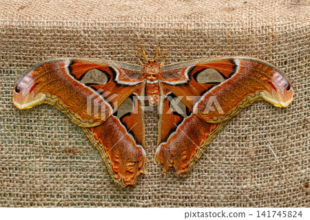 Giant atlas moth attacus atlas with spread wings on burlap texture Giant atlas moth attacus atlas with spread wings on burlap texture 141745824