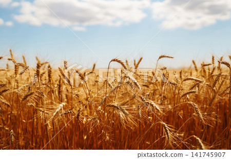 Ripening golden wheat in sunlight with blue cloudy sky. Rich harvest. Agricultural farm. Ripening golden wheat in sunlight with blue cloudy sky. Rich harvest. Agricultural farm. 141745907