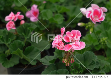 Closeup pink pelargonium flowers greenhouse, potted plants, lush green soft leaves, ideal for broll intro. Decorative Bright blossoms in greenhouse setting. Vivid pelargoniums. Beautiful Nature video Closeup pink pelargonium flowers greenhouse, potted plants, lush green soft leaves, ideal for broll intro. Decorative Bright blossoms in greenhouse setting. Vivid pelargoniums. Beautiful Nature video 141745923