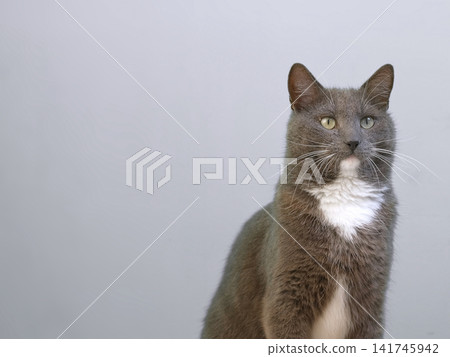 Cat Studio Portrait. Grey cat looking left on an isolated neutral background. Attentive domestic shorthair feline pet. Copy space, asset for commercial banner design theme. Frame with cat offset right Cat Studio Portrait. Grey cat looking left on an isolated neutral background. Attentive domestic shorthair feline pet. Copy space, asset for commercial banner design theme. Frame with cat offset right 141745942