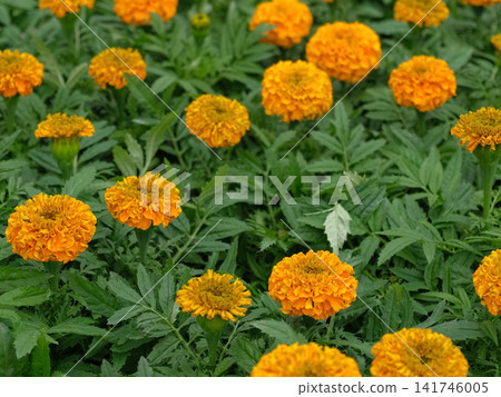 Tagetes. Marigold. Blooming orange-yellow flower heads and green leaves. Closeup of orange marigold flowers in full bloom and foliage. Garden nature background. Ornamental flowering plants. Flowerbed Tagetes. Marigold. Blooming orange-yellow flower heads and green leaves. Closeup of orange marigold flowers in full bloom and foliage. Garden nature background. Ornamental flowering plants. Flowerbed 141746005