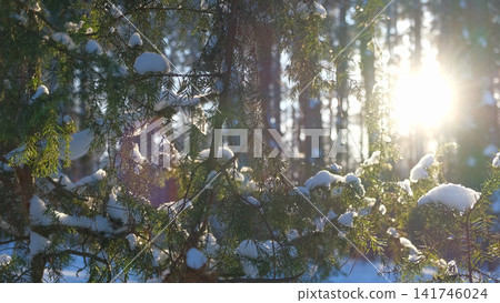 Snow on evergreen juniper branches shining in bright cold sunlight. Frozen pine needles. Natural bokeh backdrop. Winter Forest Aesthetics. Holiday Marketing. Lens Flare Textures. Backlight glare Snow on evergreen juniper branches shining in bright cold sunlight. Frozen pine needles. Natural bokeh backdrop. Winter Forest Aesthetics. Holiday Marketing. Lens Flare Textures. Backlight glare 141746024