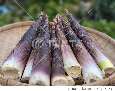 Fresh bamboo shoots Fresh bamboo shoots 141746065