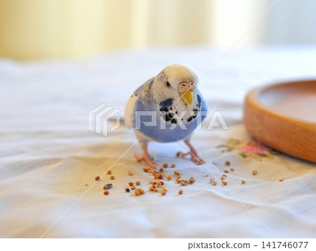 Owner woman feeding a budgie. Close-up. White blue budgerigar perching on hand. Pet bird eating seed grains from human palm. Cozy Indoor Setting. Person is gently handfeeding a parrot in bright room Owner woman feeding a budgie. Close-up. White blue budgerigar perching on hand. Pet bird eating seed grains from human palm. Cozy Indoor Setting. Person is gently handfeeding a parrot in bright room 141746077