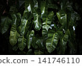 green foliage background featuring overlapping fresh leaves, natural texture, and organic botanical patterns for a lush tropical backdrop. 141746110